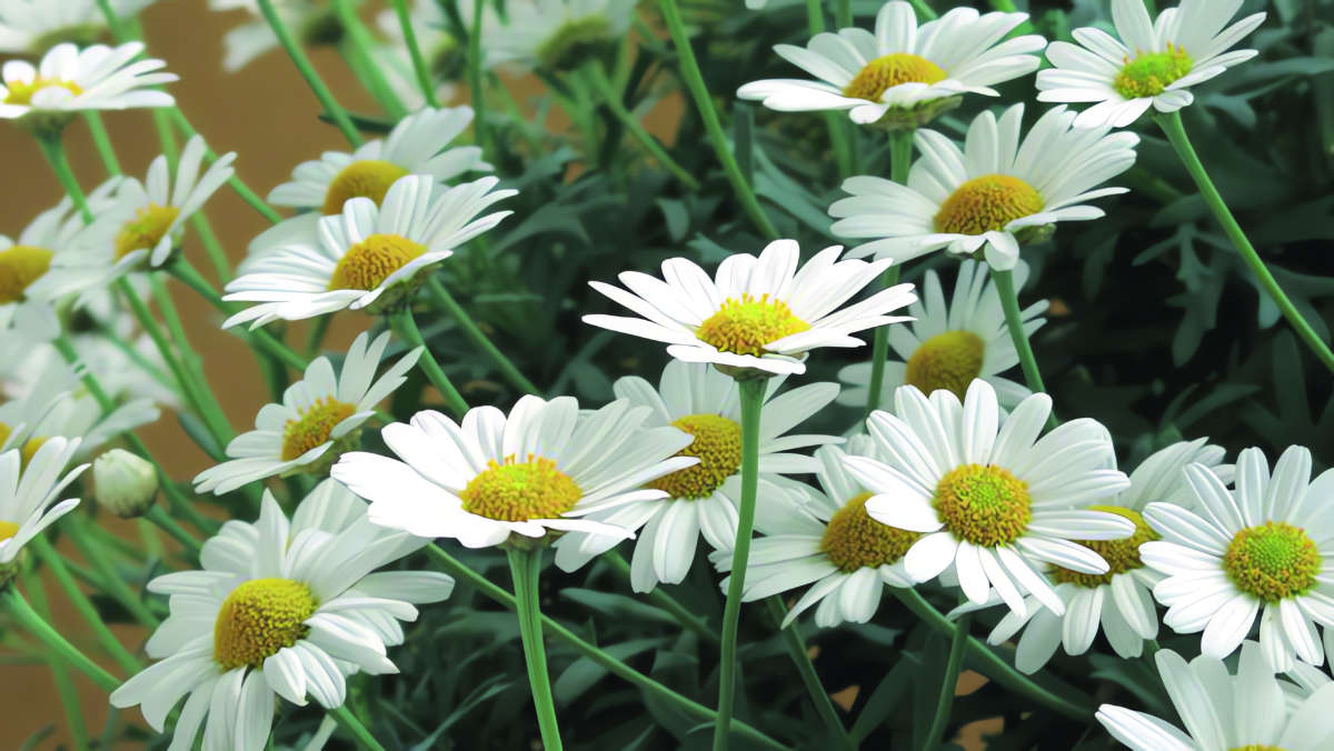 Nahaufnahme von weißen Margeritenblüten